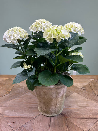 Vase Sympathy Florals